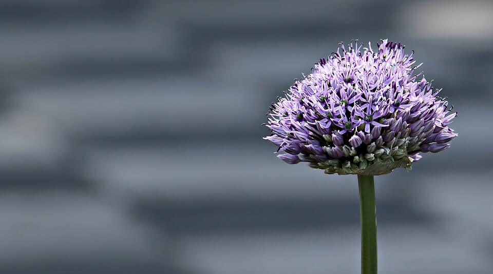 Bug-repellent flower Allium