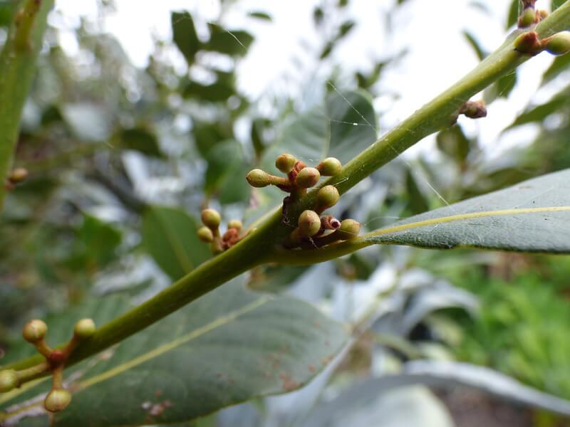 bay leaf seeds