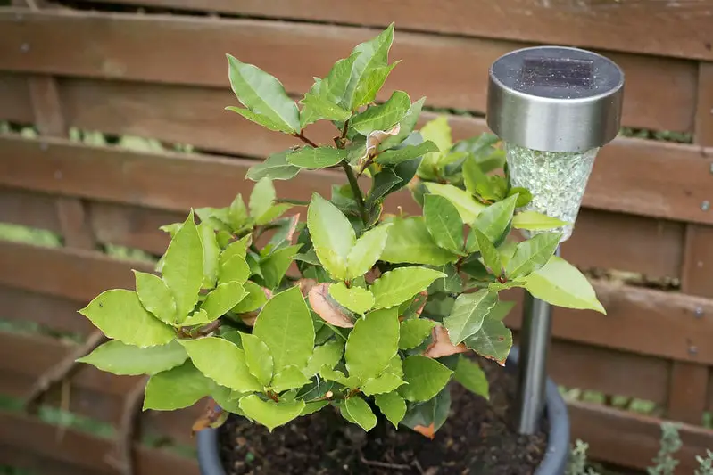 how to grow bay leaf