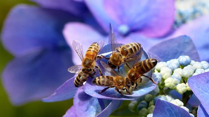 bee garden basics