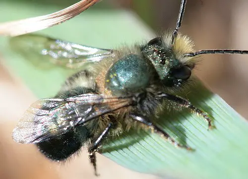 Blue orchard bees gardening