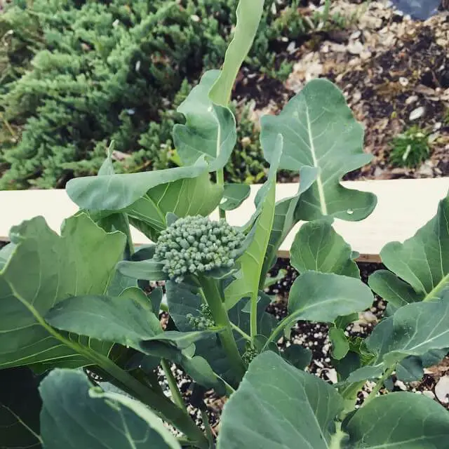how to grow broccoli heads