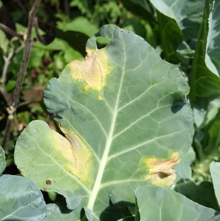 Broccolipestanddiseases Gardening ABC