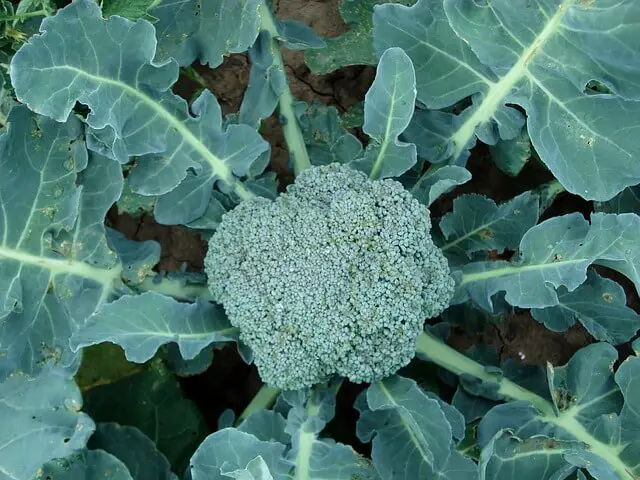 growing broccoli plant