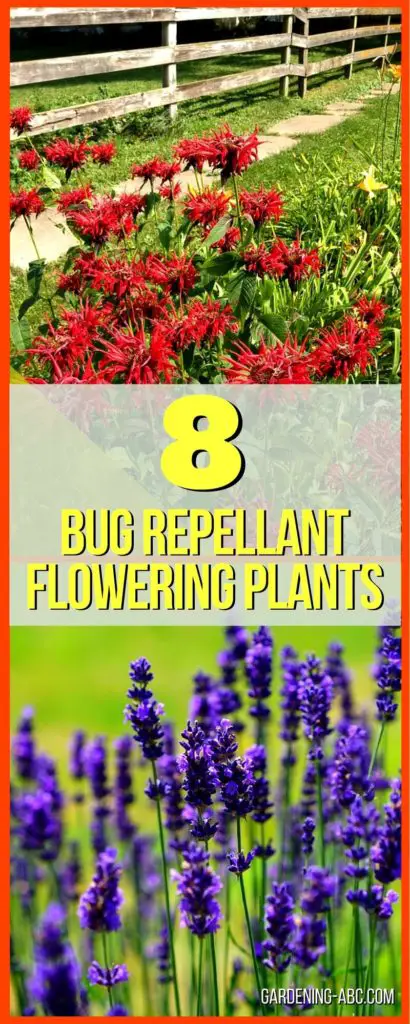 Bug-repellent flowers