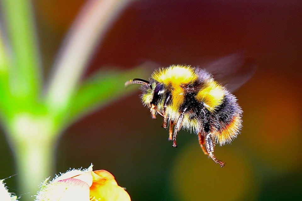 bumblebee gardening