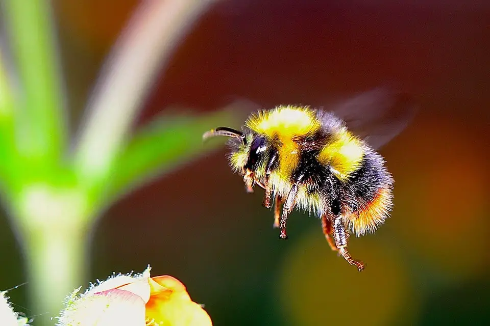 bumblebee gardening