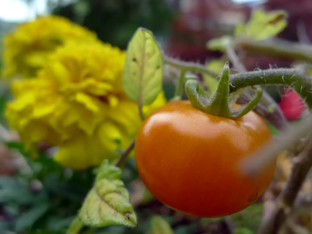 companion planting tomatoes