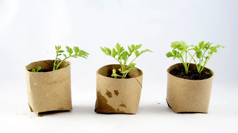 Biodegradable cardboard pots