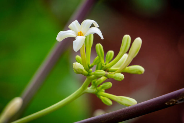 Identifying Male And Female Papaya Trees The Key To Papaya Fruiting 