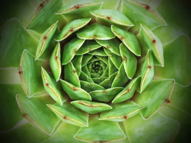 Top 12 Perennial Vegetables Ideal For Your Home Garden[Bonus Tips]