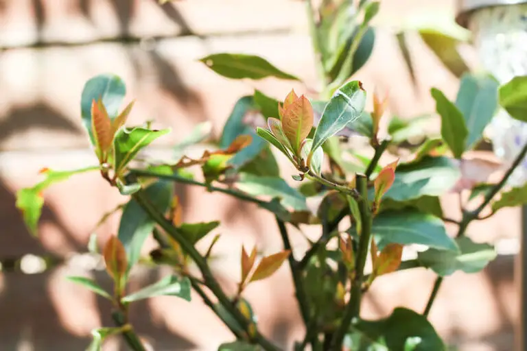 Grow Bay Leaves at Home: Tips for Growing A Thriving Bay Leaves Plant
