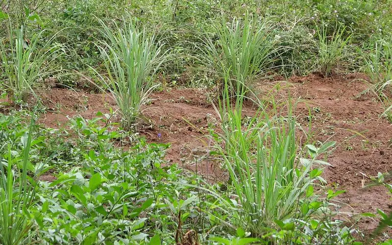 how to grow lemongrass at home