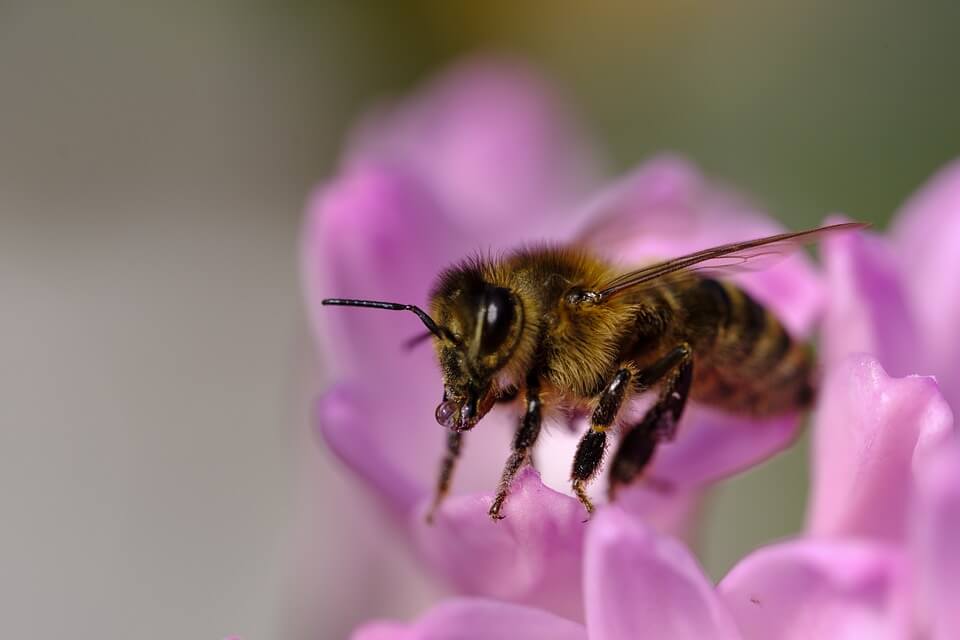 types of bees honey bee