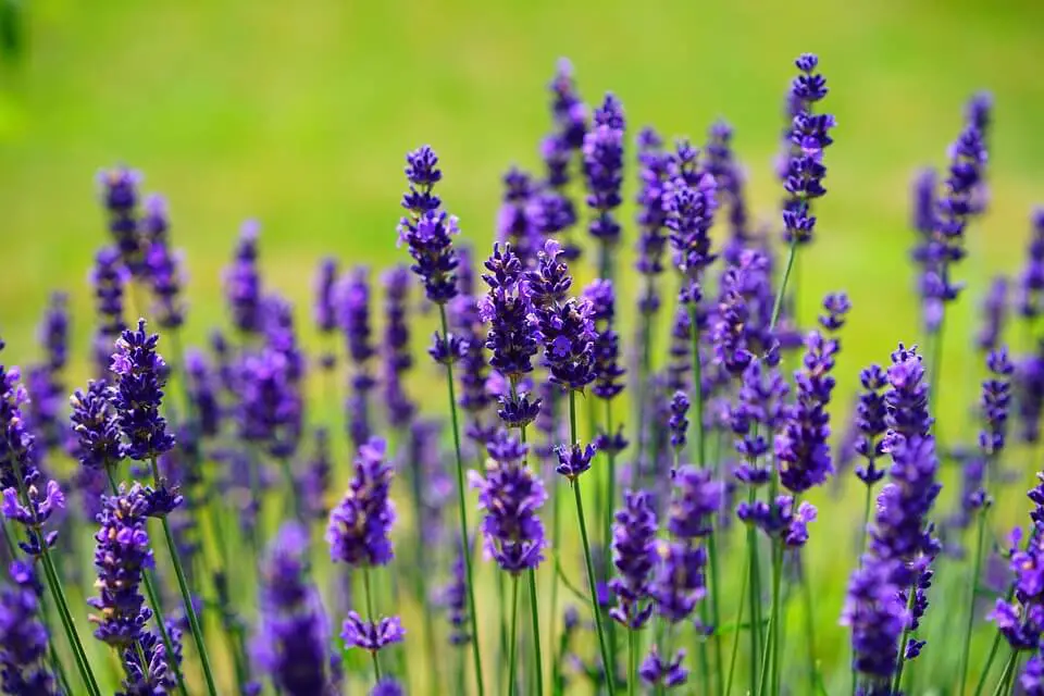 Bug-repellent plant Lavender