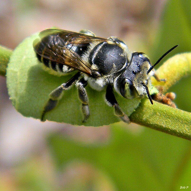 types of bees leafcutter bees