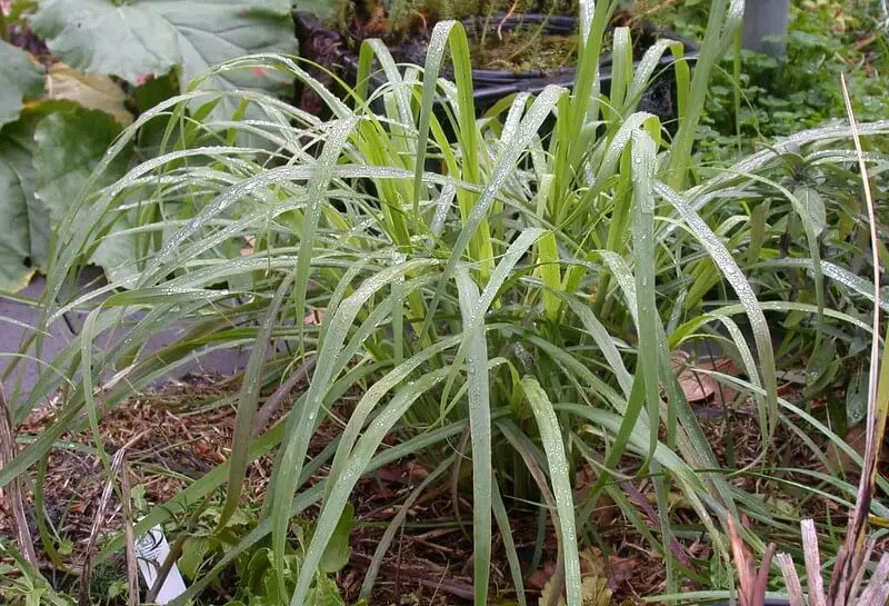 growing lemongrass plant