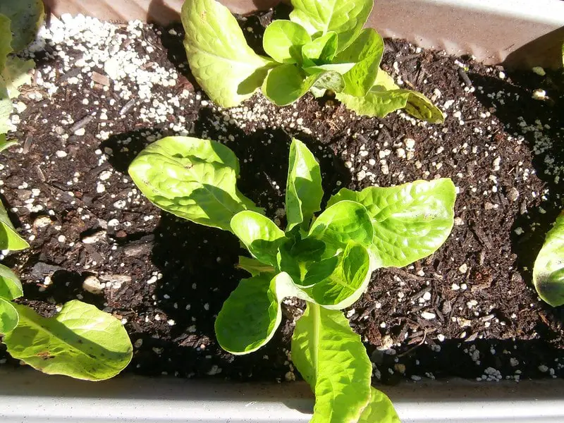 growing lettuce plant in coco coir