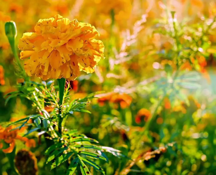 Bug-repellent plant Marigold