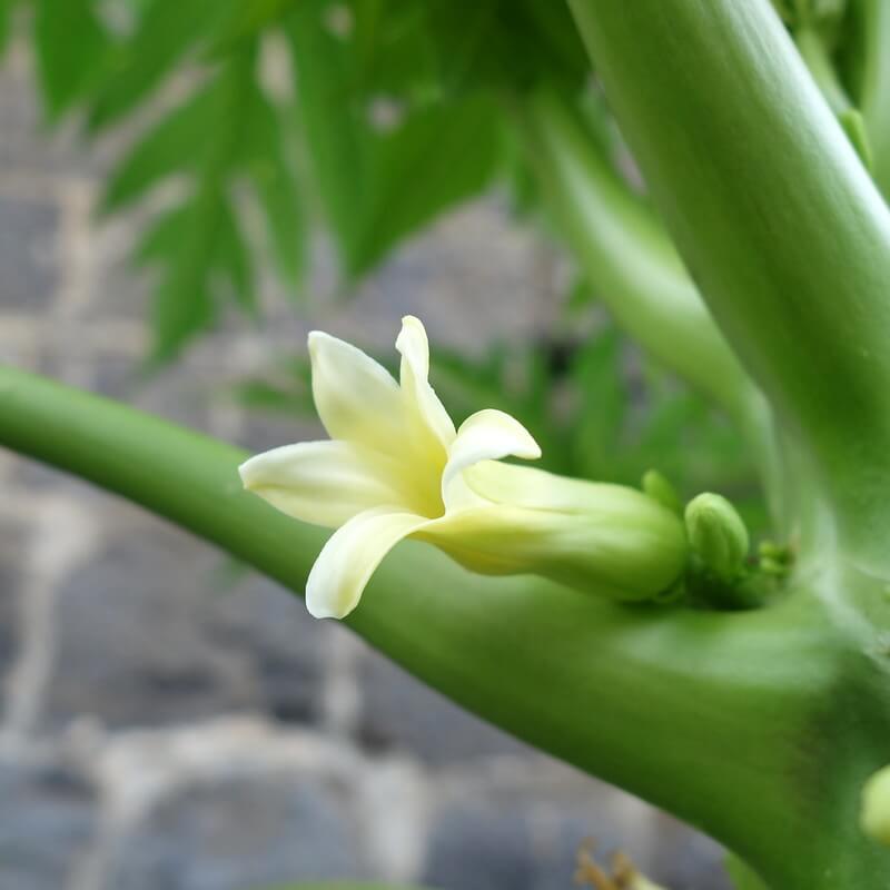 identify male and female papaya plant