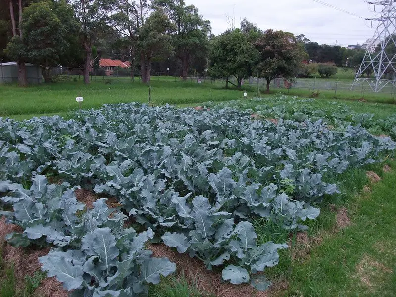 how to plant broccoli