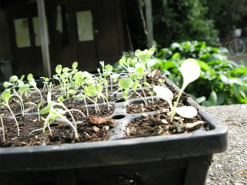 planting lettuce in coco coir