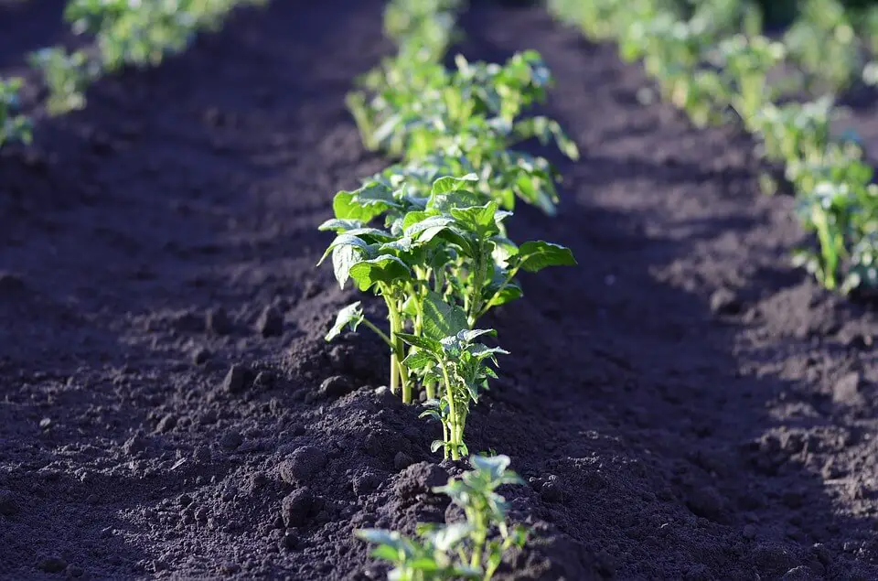 gardening tips planting potatoes