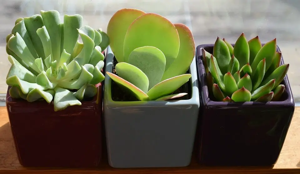 tips grow succulents