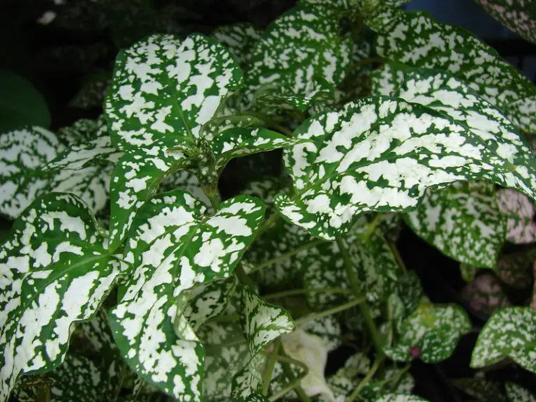 How to Propagate Polka Dot Plants? [With Bonus Tips on Taking Care]