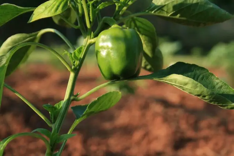 Why My Bell Peppers Not Turning Red? How to Ripen Green