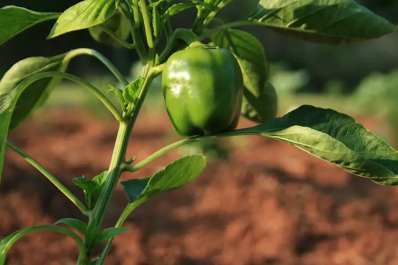 when to pick green peppers