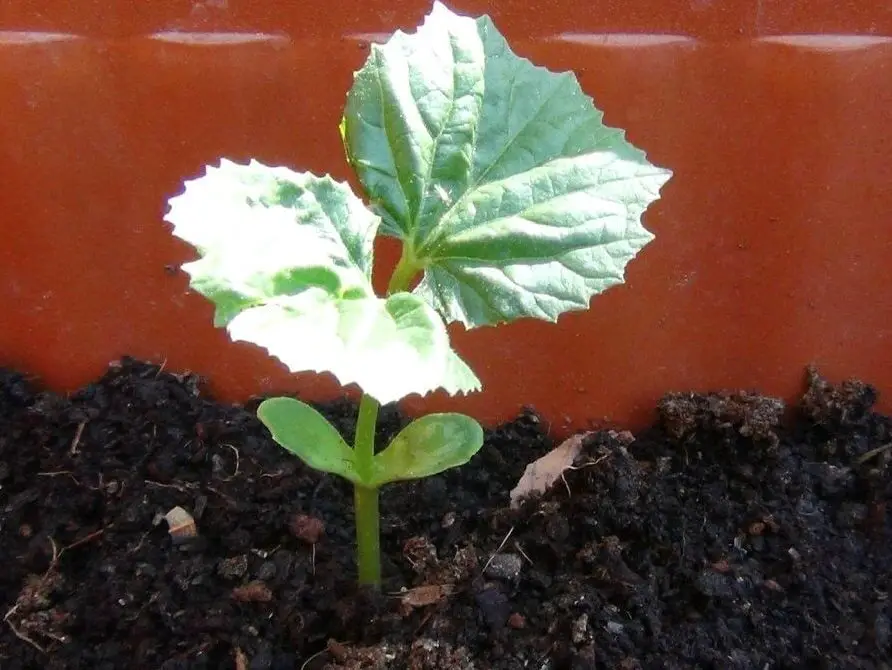 growing bitter melons