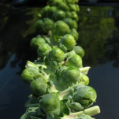 brussel sprouts harvest