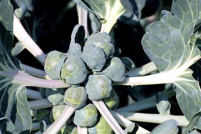 when to harvest Brussel Sprouts