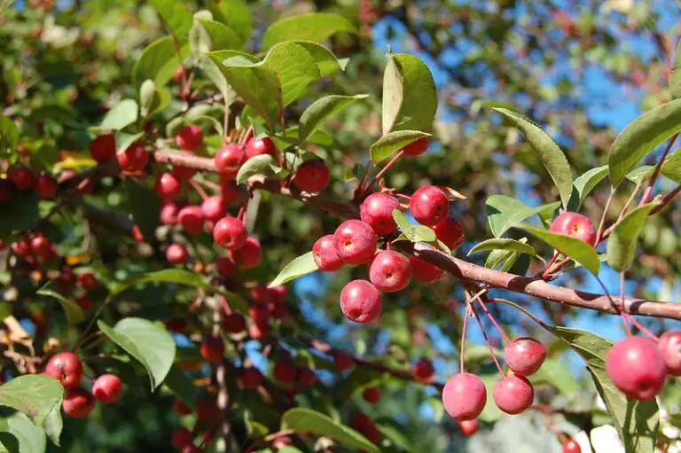 Can You Eat Crabapples? What Is The Safest Way to Do it?