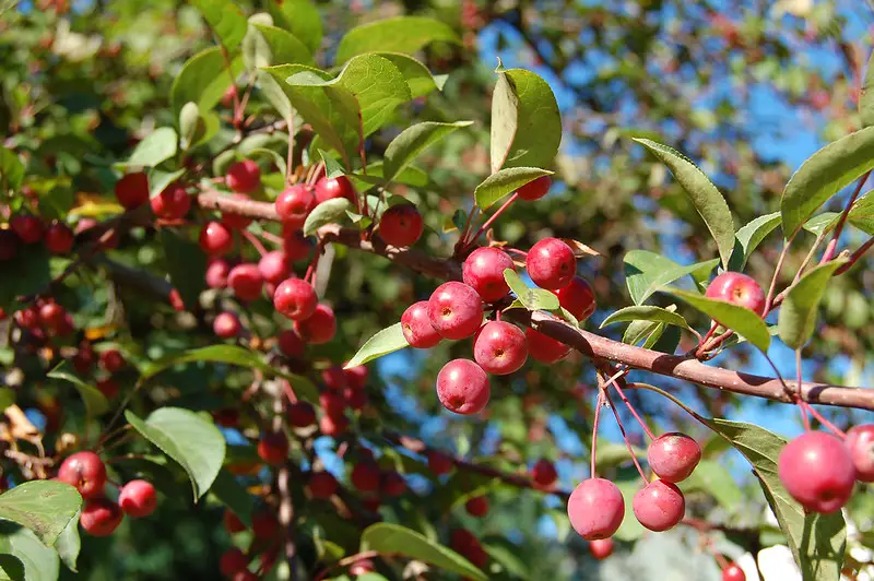 can you eat crabapples