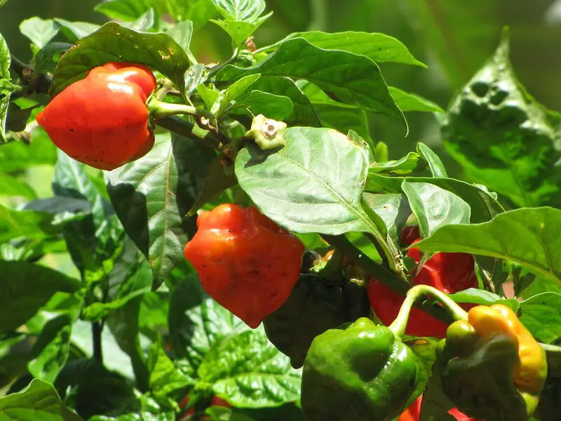 how to top pepper plants