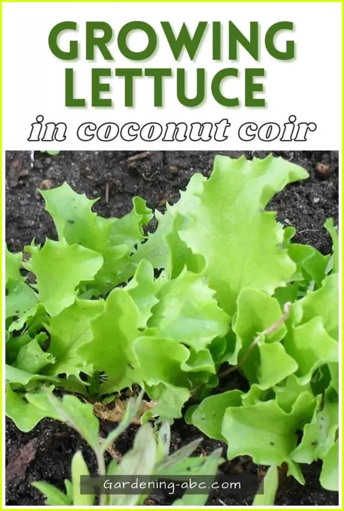 growing lettuce in coconut coir