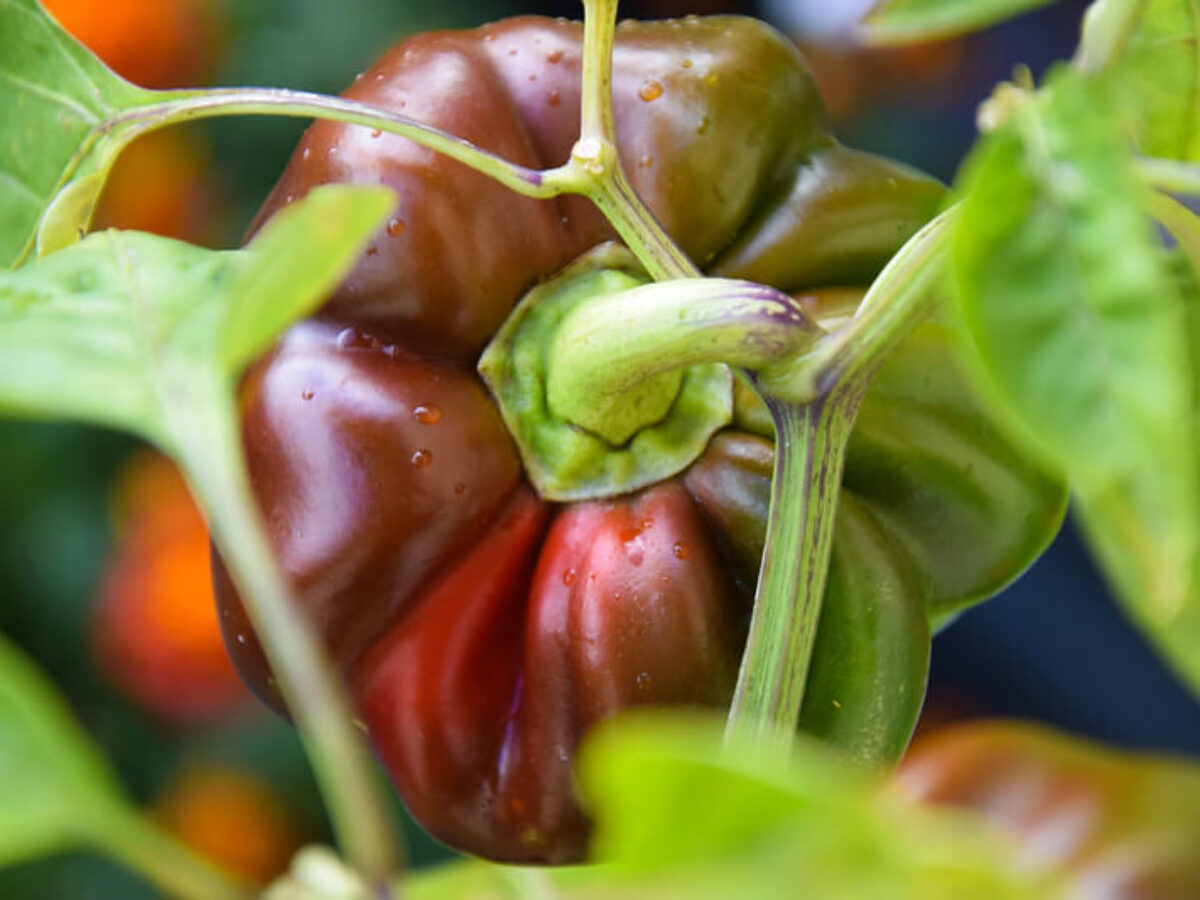 Why My Bell Peppers Not Turning Red How To Ripen Green Peppers