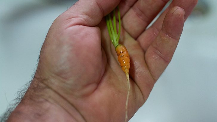 why are my carrots so small