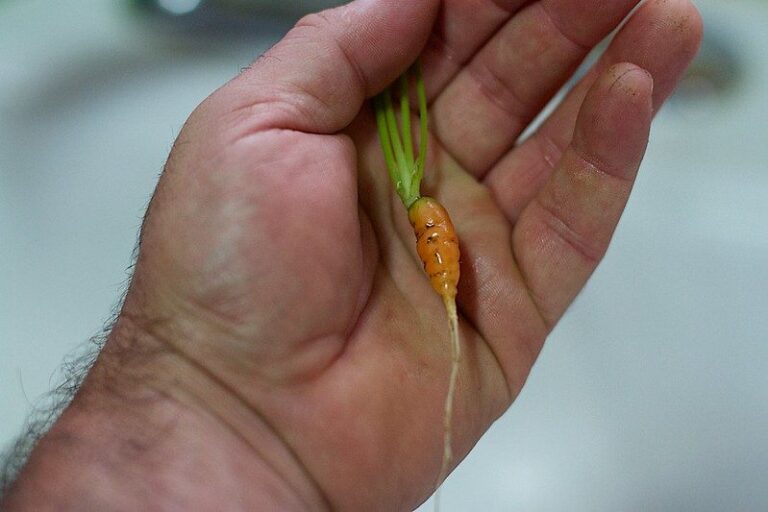 Why My Carrots Are So Small? Get Bigger Carrots Using These Tips