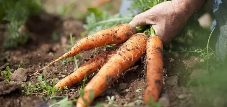 Why Do Carrots Crack? Do These Simple Things to Stop Carrots From Cracking