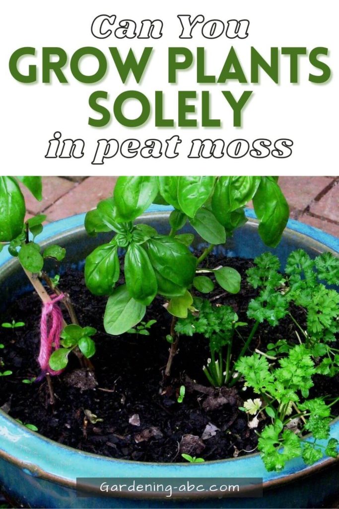 can you grow plants in peat moss