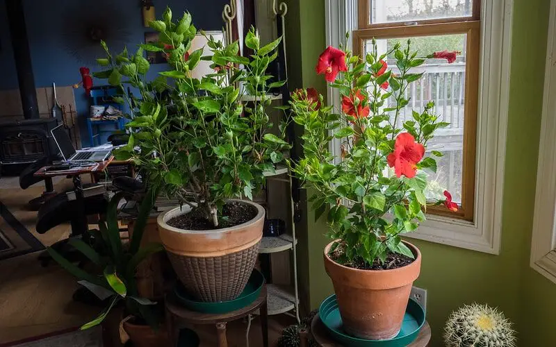 indoor gardening lighting tips