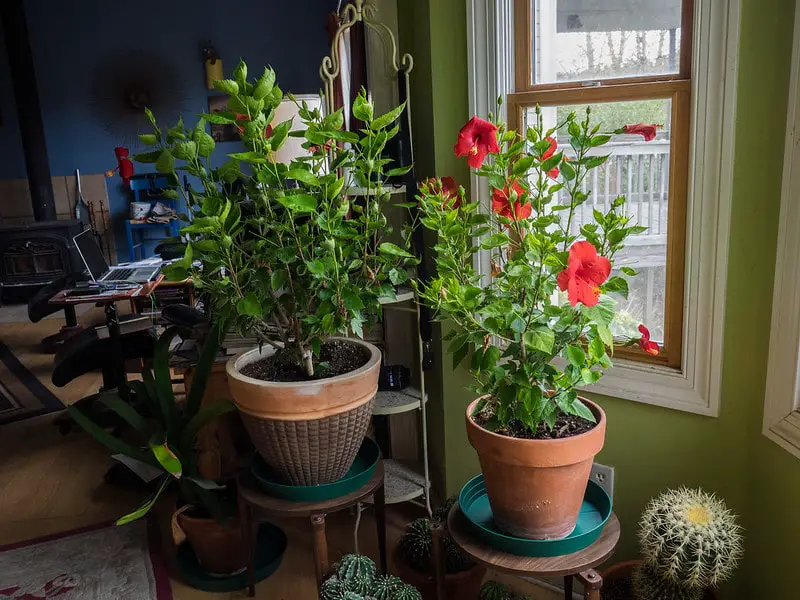 indoor gardening lighting tips