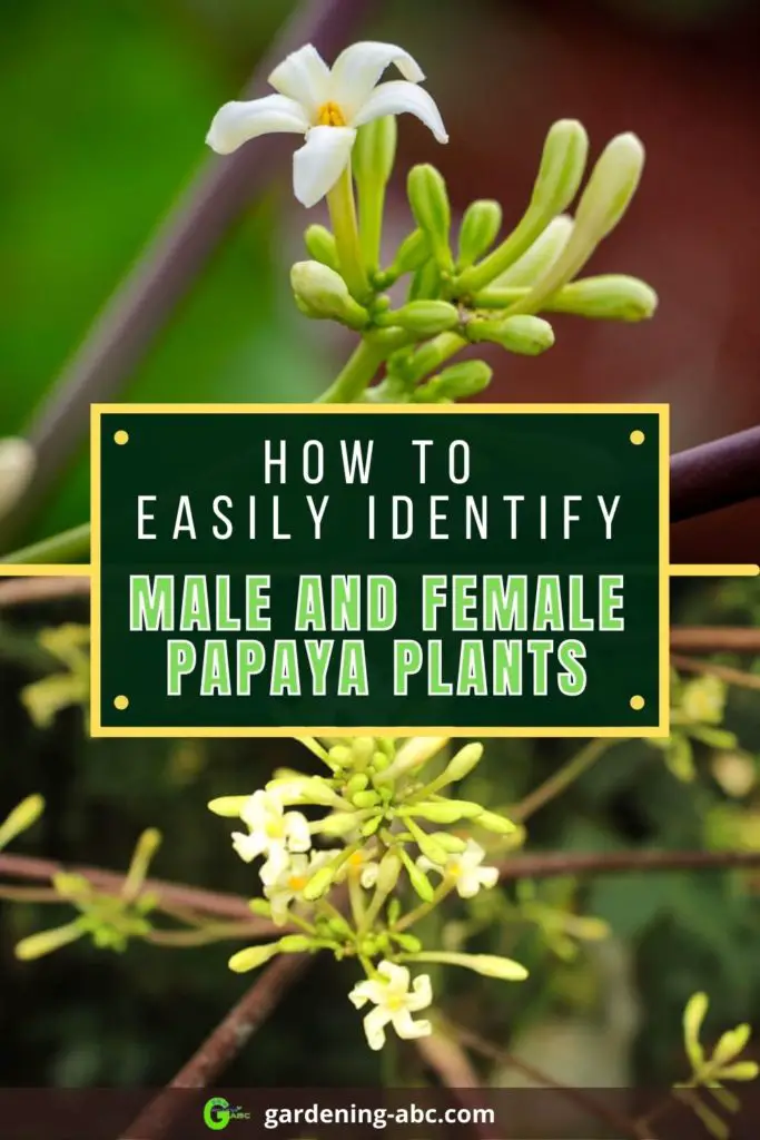 identifying male vs female papaya plants