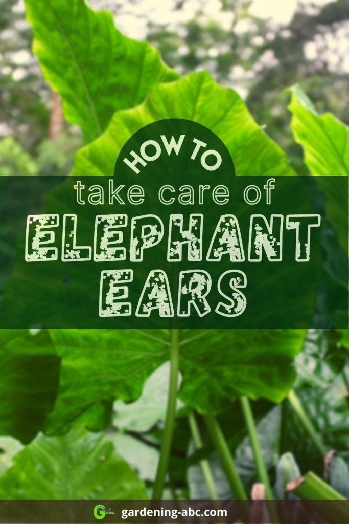 elephant ears care