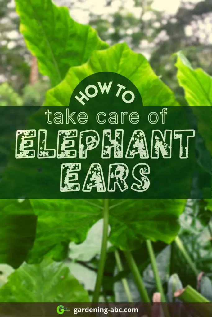 elephant ears care tips