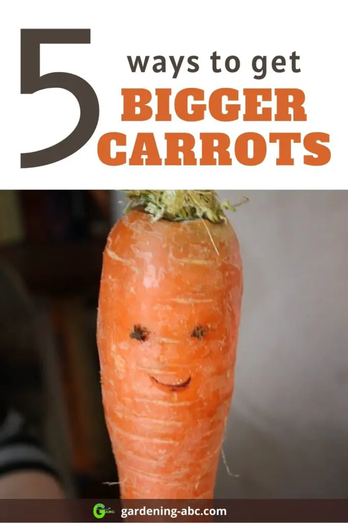 how to get bigger carrots