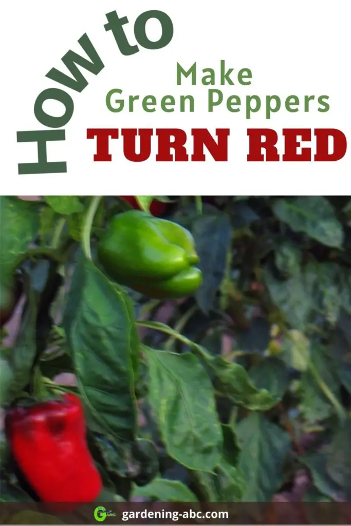 how to ripen green peppers